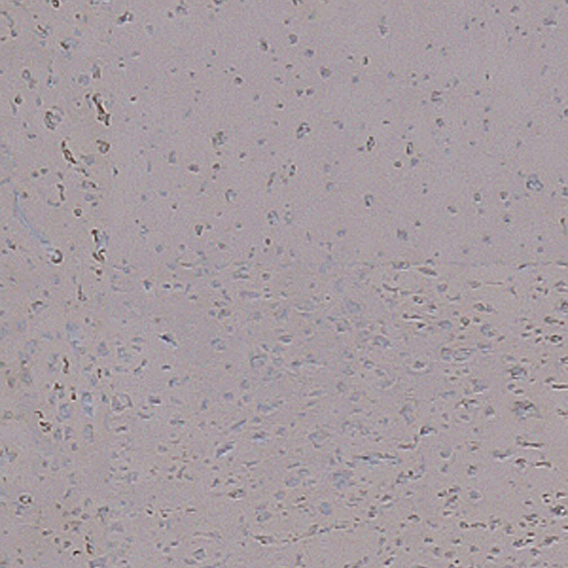 Пробковый пол Corkart Narrow Plank HDF CU3 186w TZ B