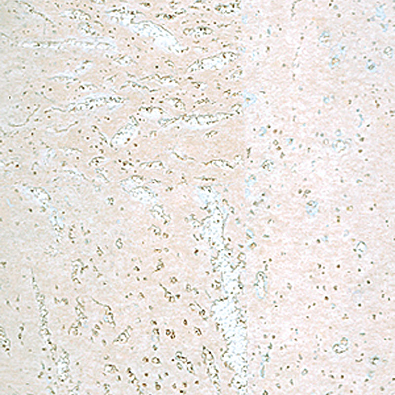 Пробковое настенное покрытие Corkart Classic PW3 386c WS-3.0