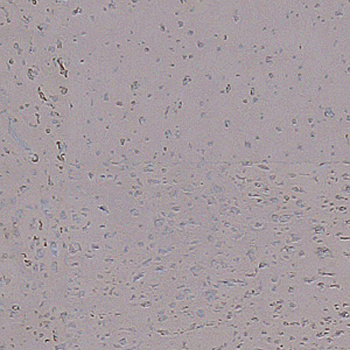 Пробковый пол Corkart Narrow Plank HDF CU3 186w TZ B