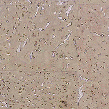 Пробковый пол Corkart Narrow Plank 4V PJ3 185w CN X - 6.0