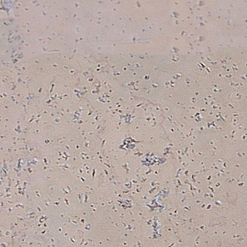 Пробковый пол Corkart Narrow Plank HDF CU3 186w WC B